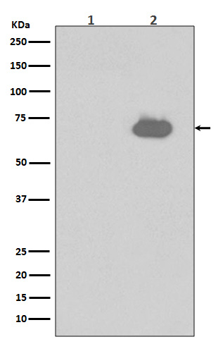 Rabbit monoclonal antibody
