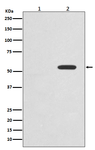 Rabbit monoclonal antibody