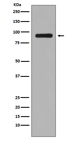 Rabbit monoclonal antibody