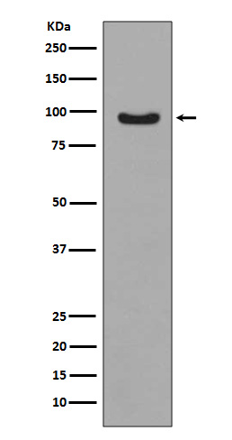 Rabbit monoclonal antibody