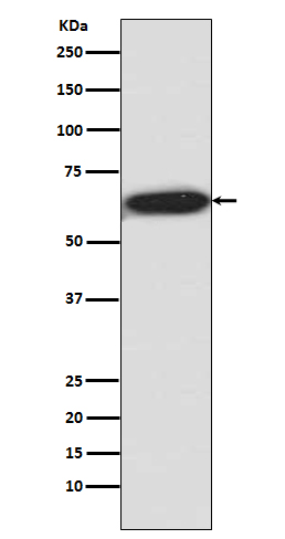 Rabbit monoclonal antibody