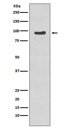 Rabbit monoclonal antibody