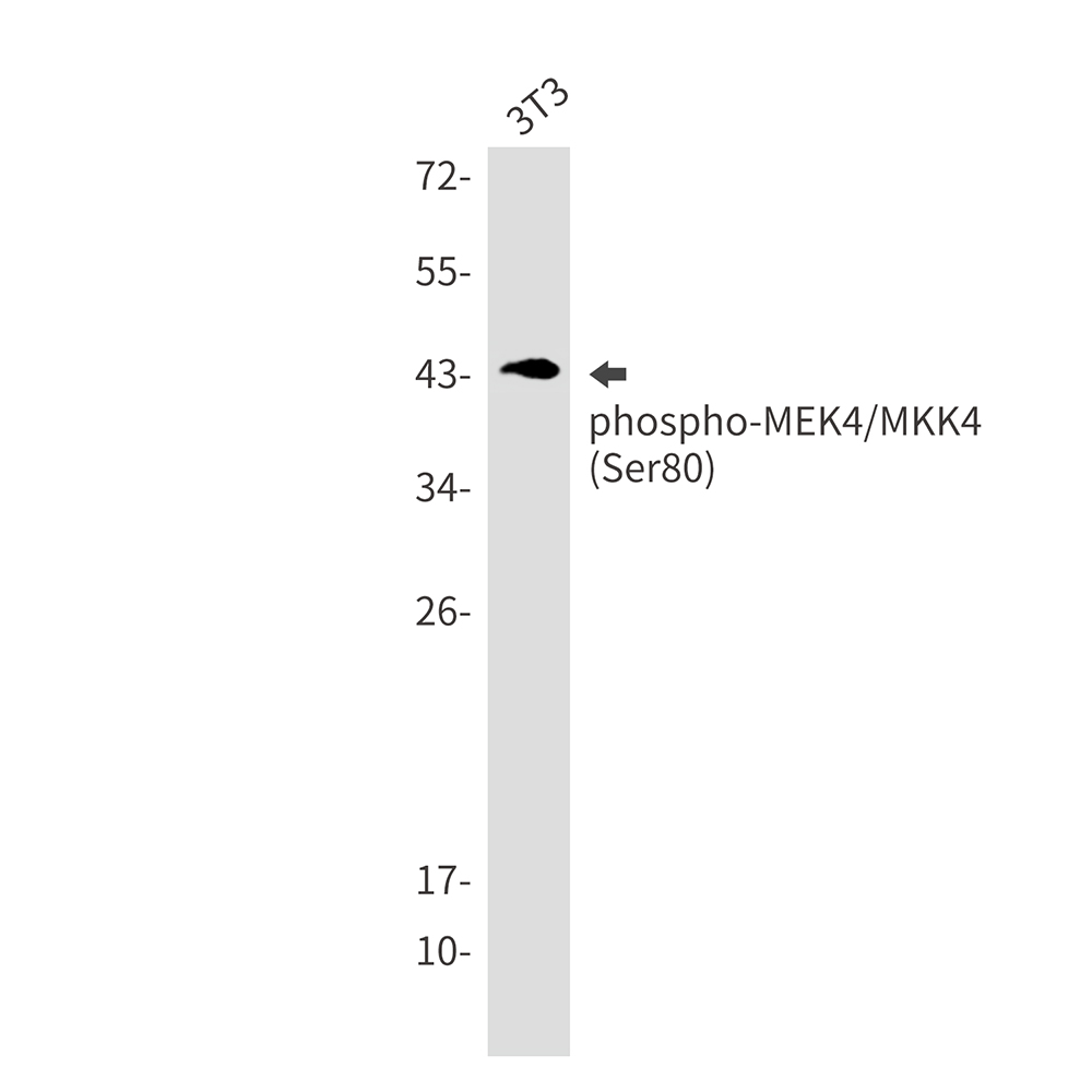 Rabbit monoclonal antibody