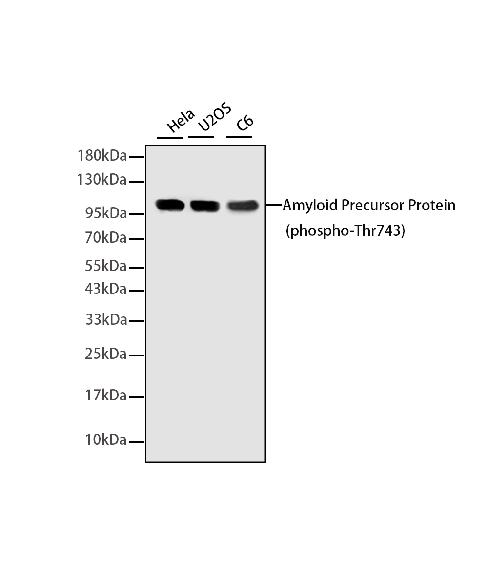 Rabbit monoclonal antibody