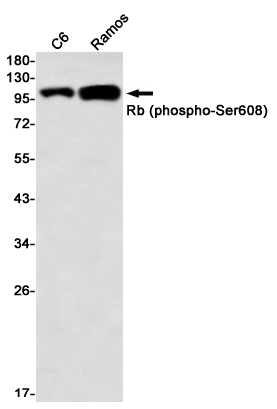 Rabbit monoclonal antibody