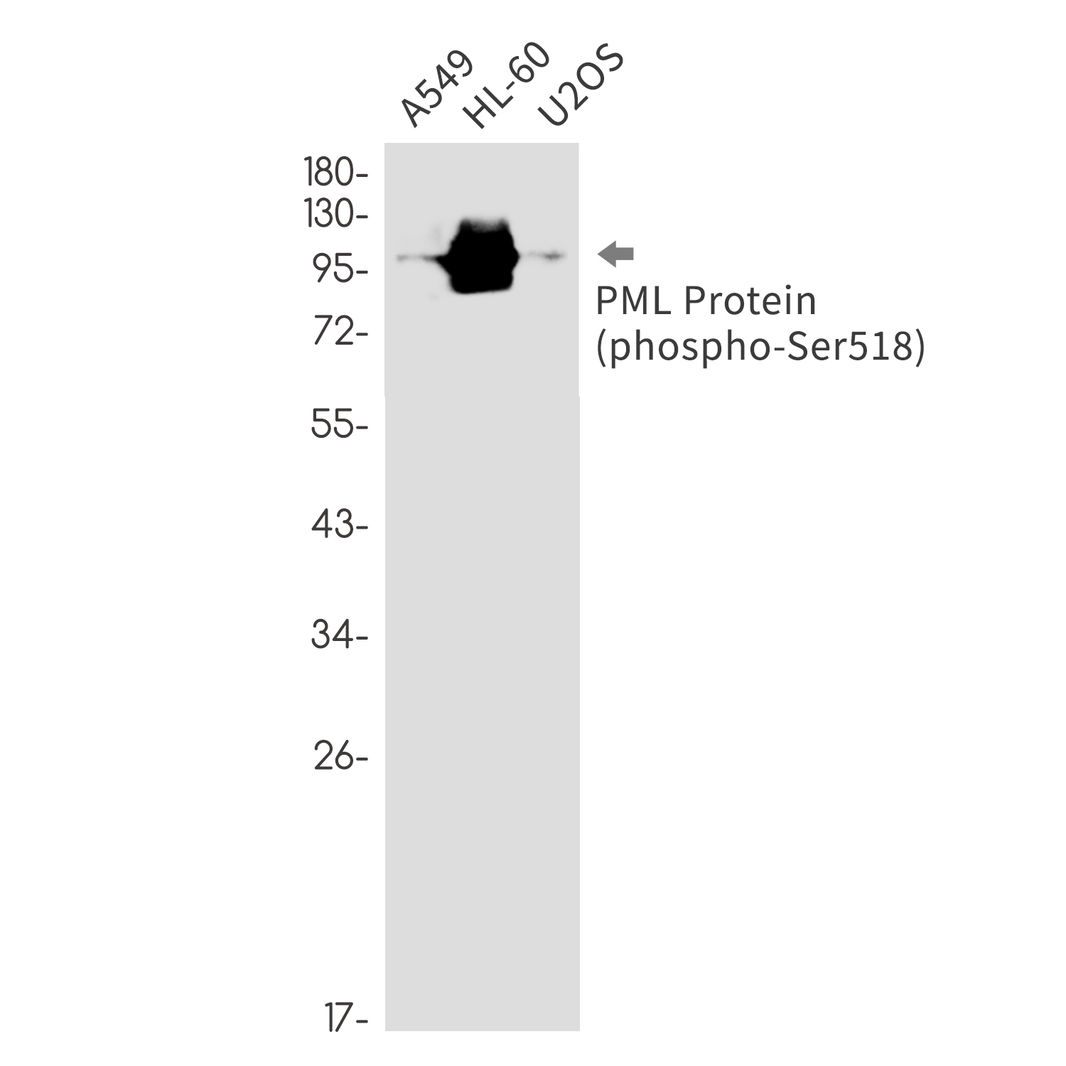 Rabbit monoclonal antibody