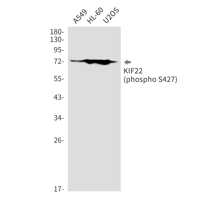 Rabbit monoclonal antibody