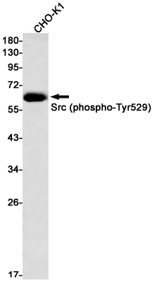 Rabbit monoclonal antibody