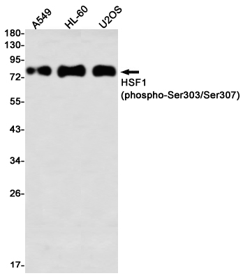Rabbit monoclonal antibody