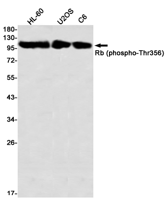 Rabbit monoclonal antibody