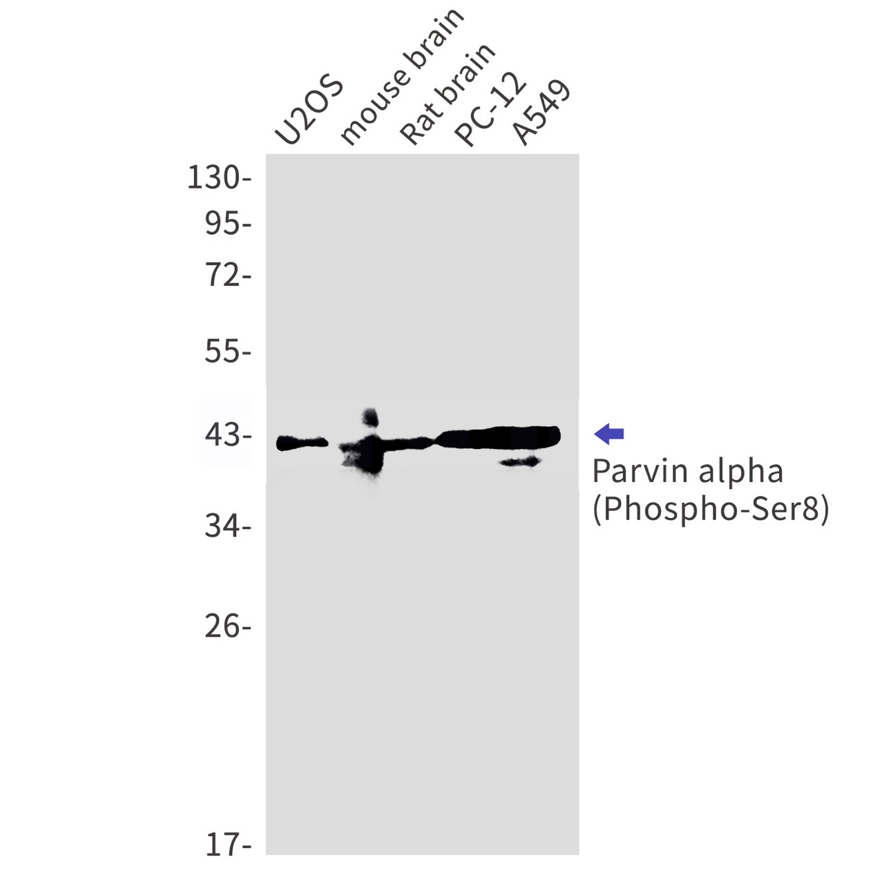 Rabbit monoclonal antibody