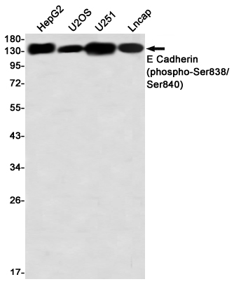 Rabbit monoclonal antibody