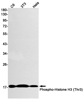 Rabbit monoclonal antibody