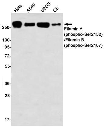 Rabbit monoclonal antibody