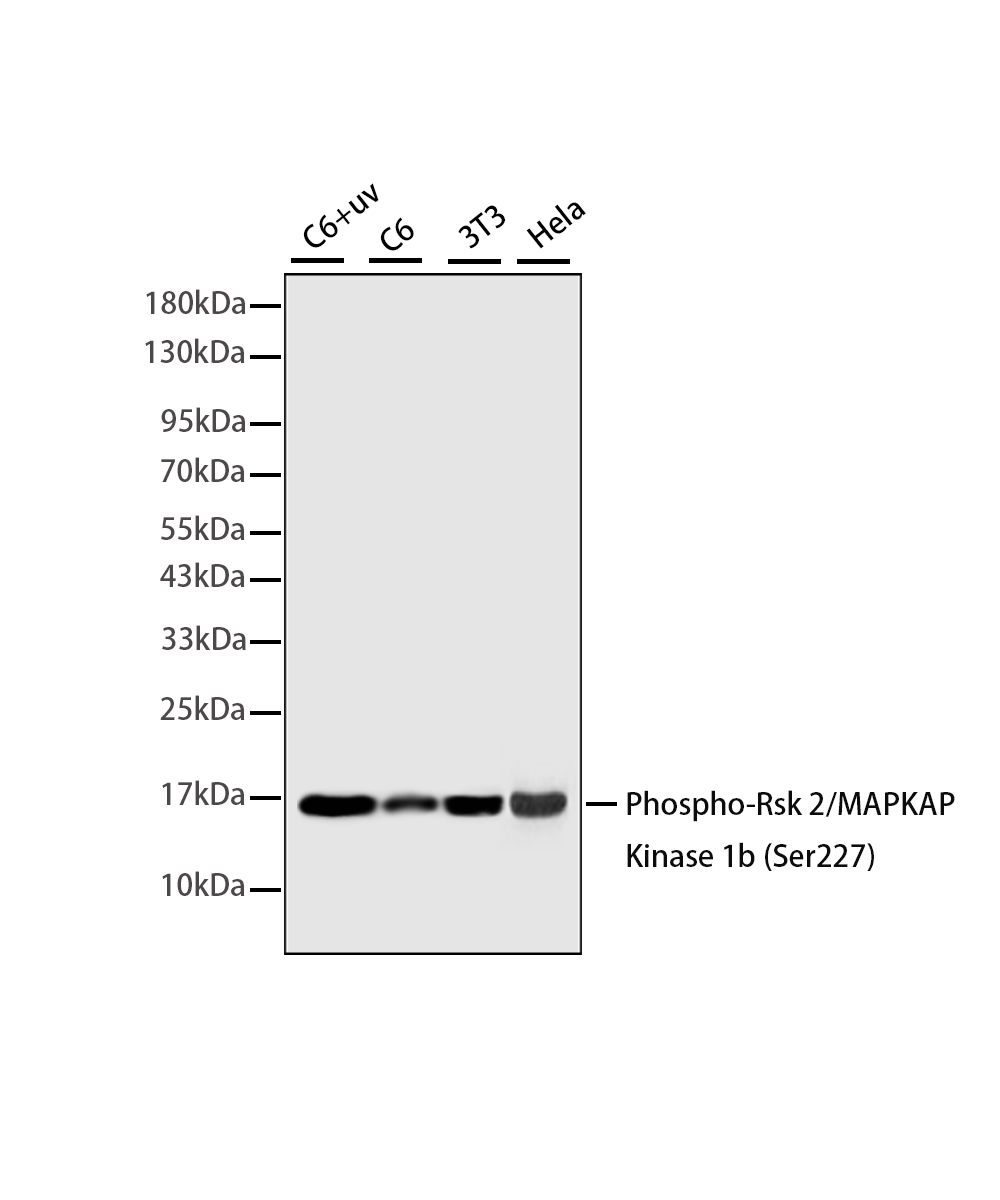 Rabbit monoclonal antibody