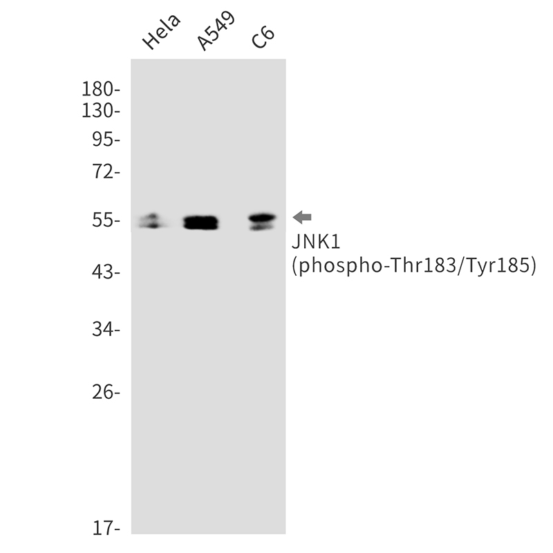 Rabbit monoclonal antibody