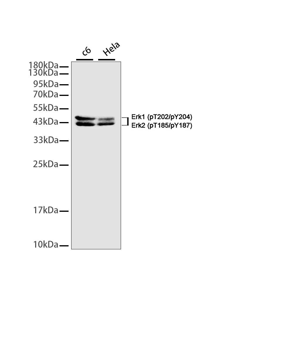 Rabbit monoclonal antibody