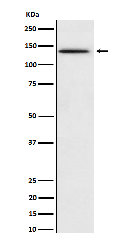 Rabbit monoclonal antibody