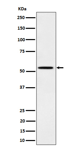 Rabbit monoclonal antibody
