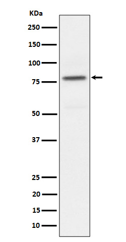 Rabbit monoclonal antibody