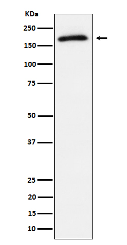 Rabbit monoclonal antibody