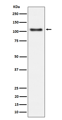 Rabbit monoclonal antibody