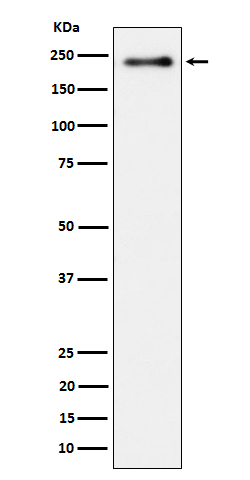 Rabbit monoclonal antibody