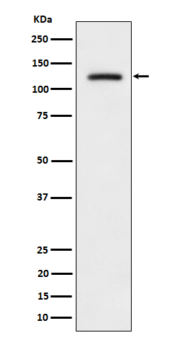 Rabbit monoclonal antibody