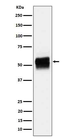 Rabbit monoclonal antibody