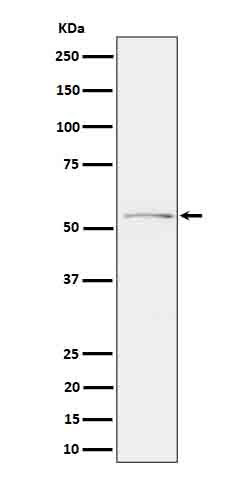 Rabbit monoclonal antibody