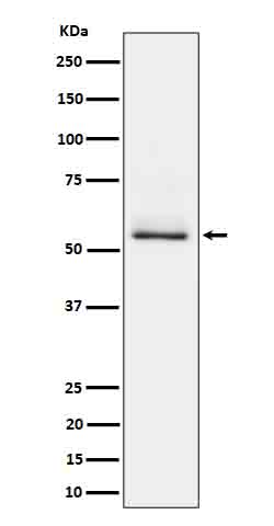 Rabbit monoclonal antibody