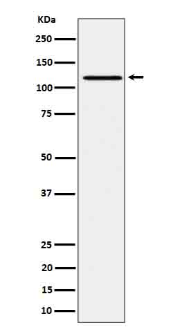Rabbit monoclonal antibody
