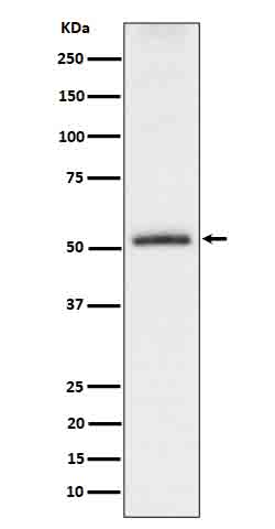 Rabbit monoclonal antibody