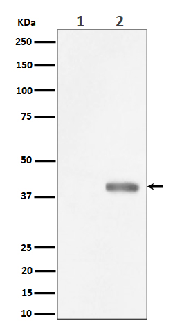 Rabbit monoclonal antibody