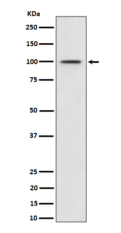 Rabbit monoclonal antibody