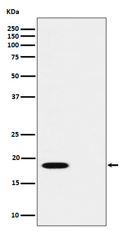 Rabbit monoclonal antibody