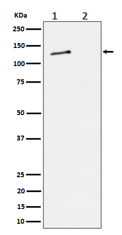Rabbit monoclonal antibody