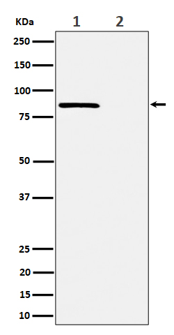Rabbit monoclonal antibody