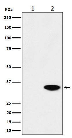 Rabbit monoclonal antibody