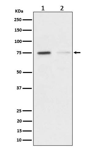 Rabbit monoclonal antibody