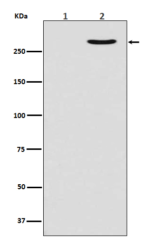 Rabbit monoclonal antibody