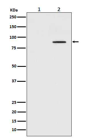 Rabbit monoclonal antibody