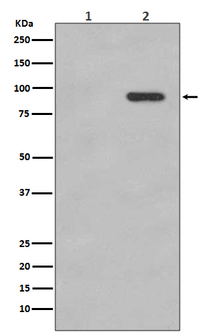 Rabbit monoclonal antibody