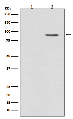 Rabbit monoclonal antibody