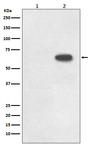 Rabbit monoclonal antibody