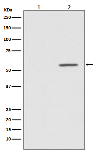 Rabbit monoclonal antibody