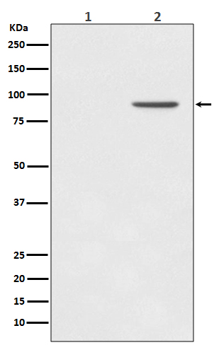 Rabbit monoclonal antibody