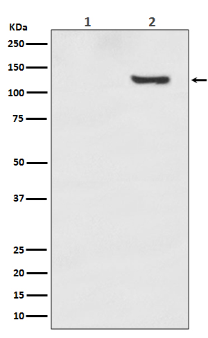 Rabbit monoclonal antibody