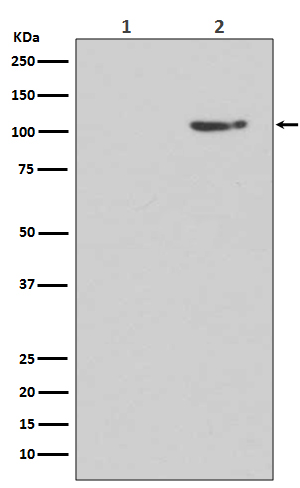 Rabbit monoclonal antibody