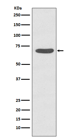 Rabbit monoclonal antibody